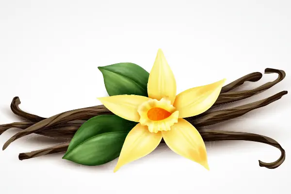 وانیل در عطرسازی – Vanilla in perfumery
